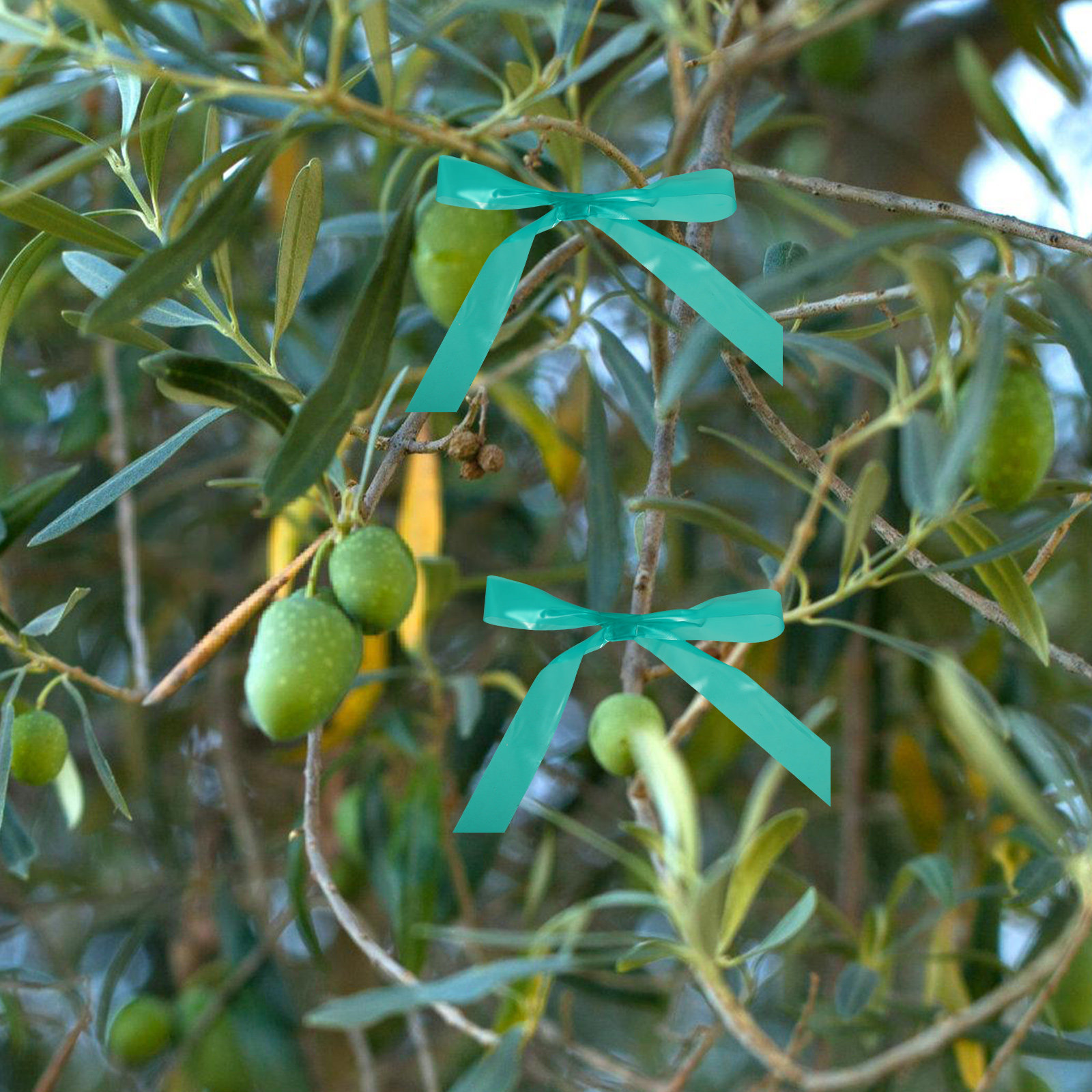 2個入り 2ロール 伸縮性のある接ぎ木テープ 庭の植物の修復 - Grafting Tape のレビューと価格